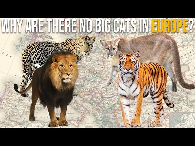 Why Are There No Big Cats In Europe?