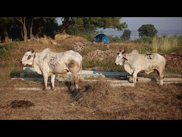 Permaculture Principles on Polam Farm, India