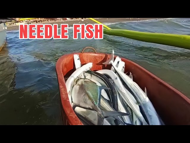 GRABE ANG SIBAD NG NEEDLE FISH | SUNOD SUNOD ANG DAWI