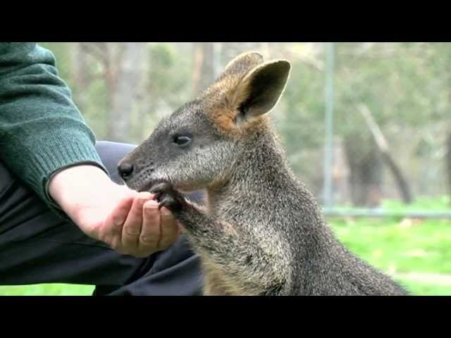 Wallabies and Methane - Periodic Table of Videos