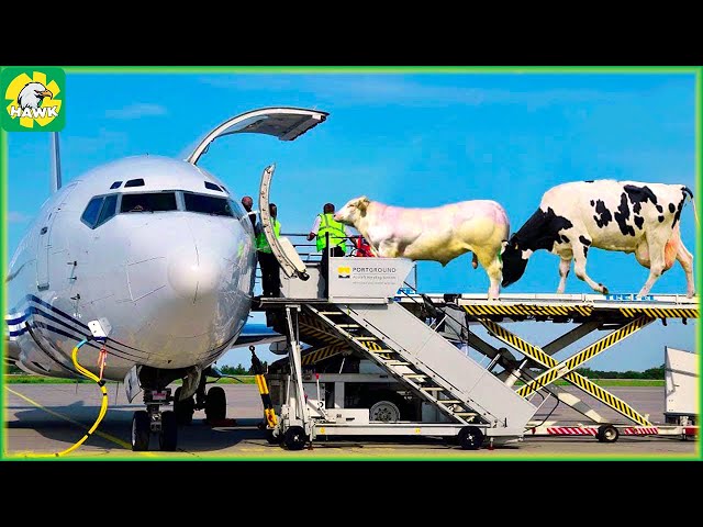 Cow farming 🐄 How Millions of Cows are Exported Around the World | Cowhide Processing Factory