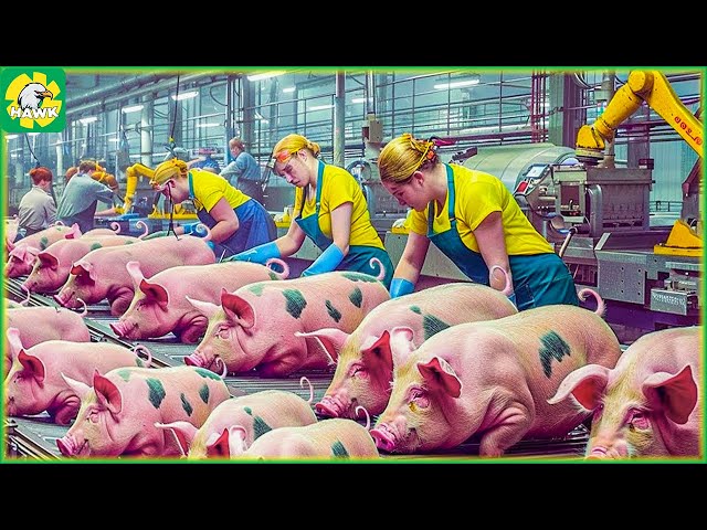 🐖 Pig Farm - How Farmers Transport and Process Ham From Millions of Pigs | Processing Factory