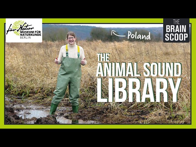 The Animal Sound Library
