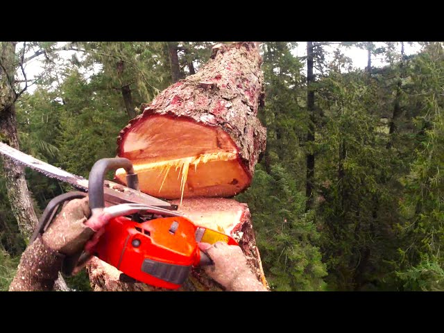 WATCH 65 meter TREE cut-down in 5 minutes