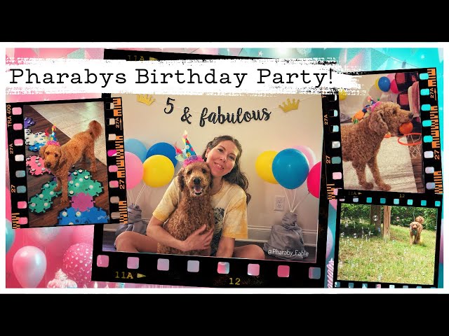 Pharabys 5th Birthday Party! #dogbirthday #servicedoglife #talkingdog #mydog #happydog #partytime