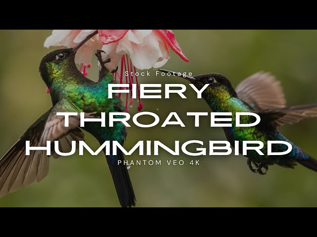 Firey Throated Hummingbird Stock Footage
