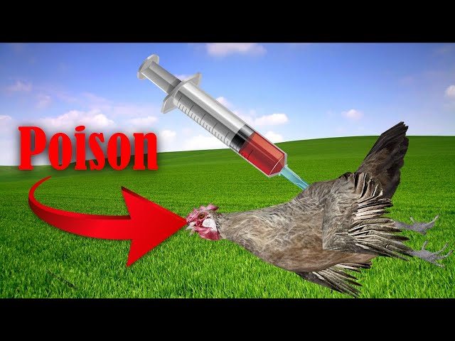 Is the CHICKEN in US BAD for Your HEALTH?