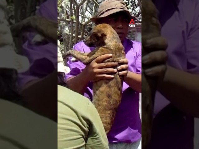 Volunteers brave volcano eruptions to save abandoned pets in Indonesia