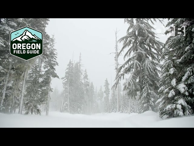 Near Mount Hood, a winter wonderland lake | Oregon Field Guide