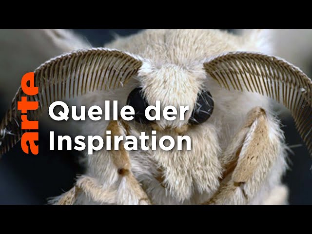 Schmetterlinge - Quelle der Inspiration | Doku HD | ARTE