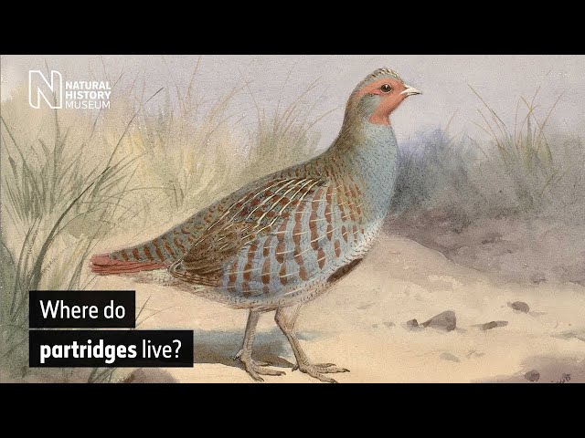 Where do partridges live? | Natural History Museum