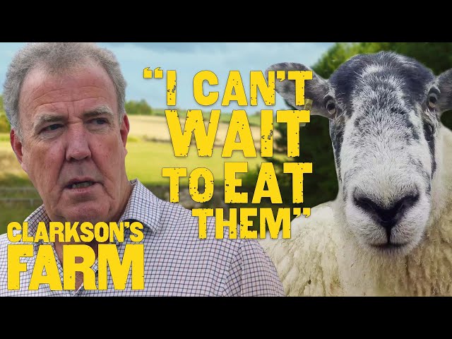 Jeremy Clarkson's Love/Hate Relationship With His Sheep | Clarkson's Farm
