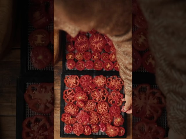 Tomatoes That Taste Like Mango 🤯🍅 #homestead #tomato #selfsufficient #drying #recipe #plantbased