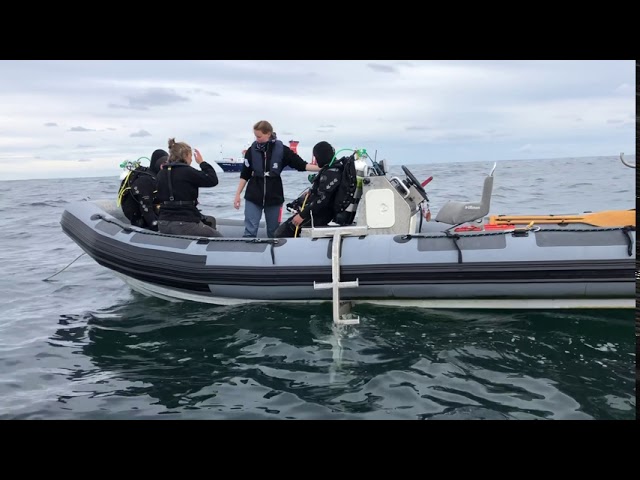 Wiederansiedlung der Europäischen Auster: Erstes Riff in der deutschen Nordsee angelegt