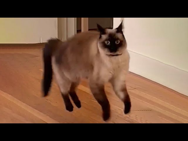 Cats with unexplained behavior