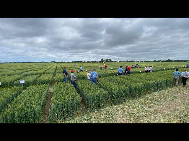 Michigan Wheat Program, MFB celebrate a decade of wheat research