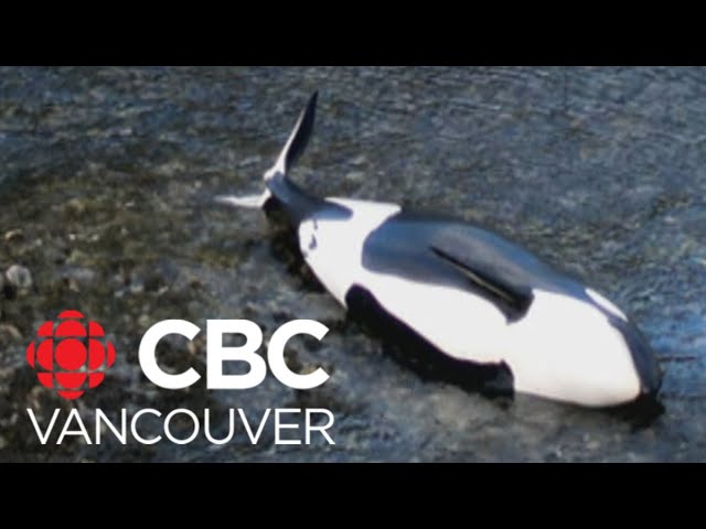 Killer whale calf stranded after mother dies