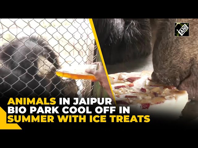 Ice cream, coolers, and more at Nahargarh Biological Park to protect animals from heat