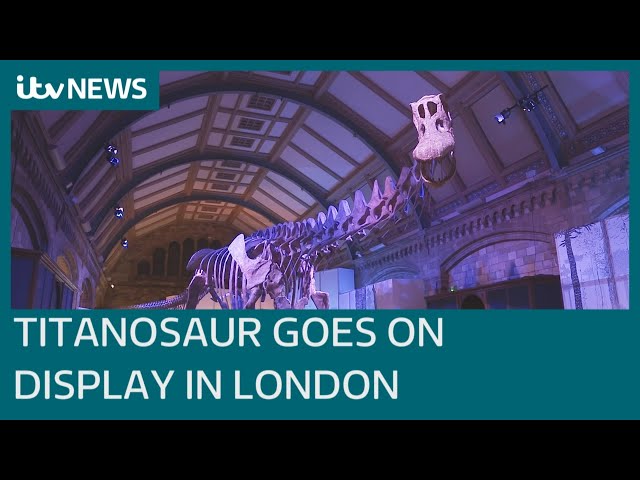 Largest dinosaur ever to walk the Earth goes on display at the Natural History Museum | ITV News