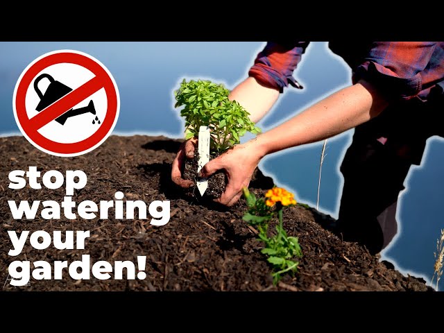 Stop Watering Your Garden! // Homesteading