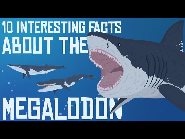 10 Interesting Facts about the MEGALODON