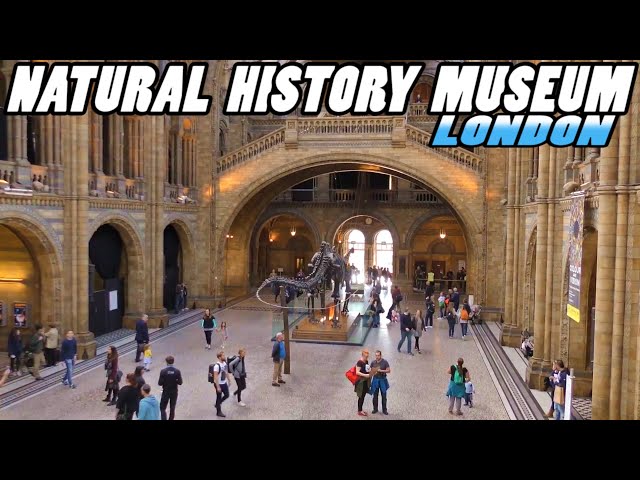 NATURAL HISTORY MUSEUM LONDON (4k)