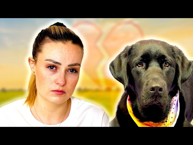 Bennix is no longer my dog… (guide dog update)