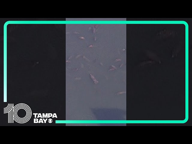 Manatees gather for warmth in Apollo Beach waters