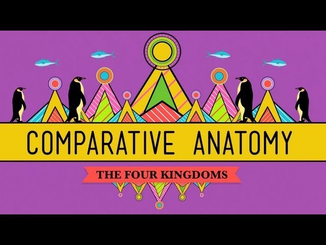 Comparative Anatomy: What Makes Us Animals - Crash Course Biology #21