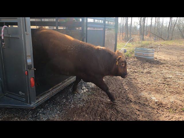 He's NOT HAPPY!! Angry new bull hits the farm! 😡😡