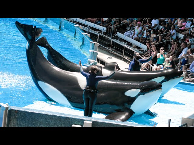SeaWorld Orlando: Orca Encounter FULL SHOW - 2021