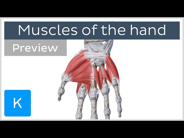 Muscles of the hand (preview) - Human Anatomy | Kenhub