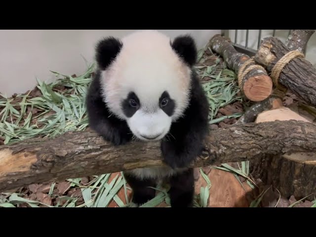 Watch Singapore's First Giant Panda Cub In His Jungle Gym!