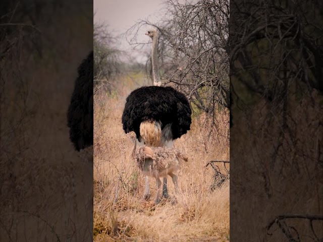 PhotoHunting In Africa… #wildlifephotography #ostrich #safari