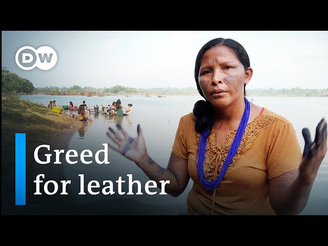 Illegal leather - How the car industry is threatening the rainforest | DW Documentary