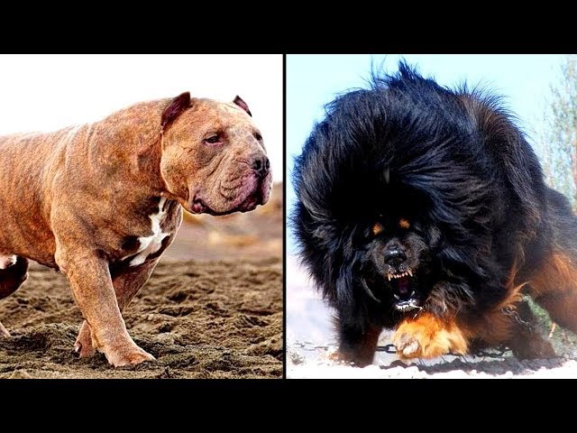 Top 10 Most Dangerous Aggressive Dog Breeds That Can be Harmful To Creatures