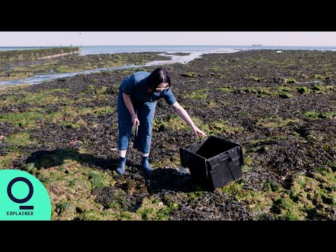 Turning Seaweed Into Sustainable Beauty Products