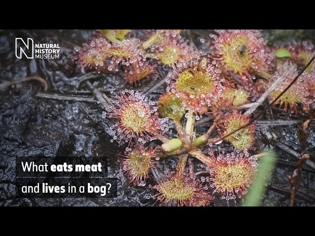 What eats meat and lives in a bog? The UK's carnivorous plants | Natural History Museum