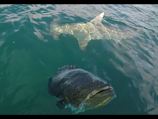 Giant Hammerhead Shark and Goliath Grouper Action!