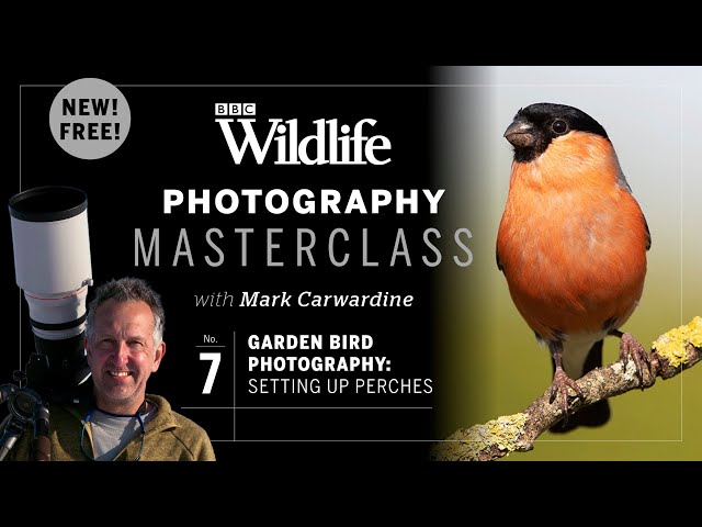 Episode Seven: Garden bird photography – setting up perches