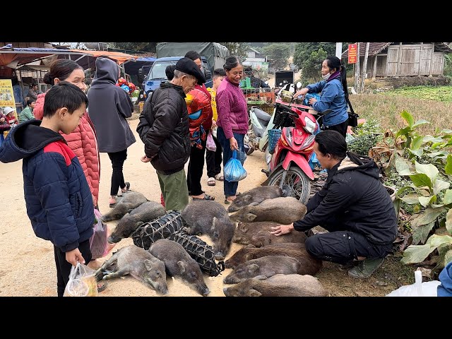 Going to the highland market to sell all the wild pigs, vang hoa , king kong amazon