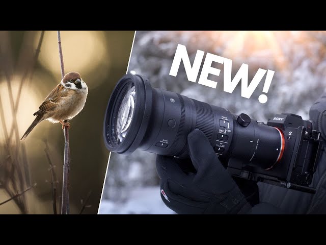 SIGMA 500mm f5.6 for SONY - Real World Review