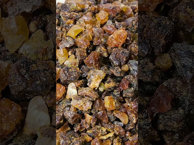 The process of extracting #sap for these two prized products is lengthy. #frankincense #myrrh