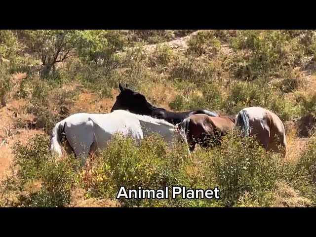 New Horses video 2024 - Animal Planet