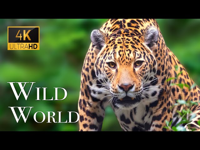 Wild World In 4K - Sunning Sounds Of Natural World | Scenic Relaxation Film