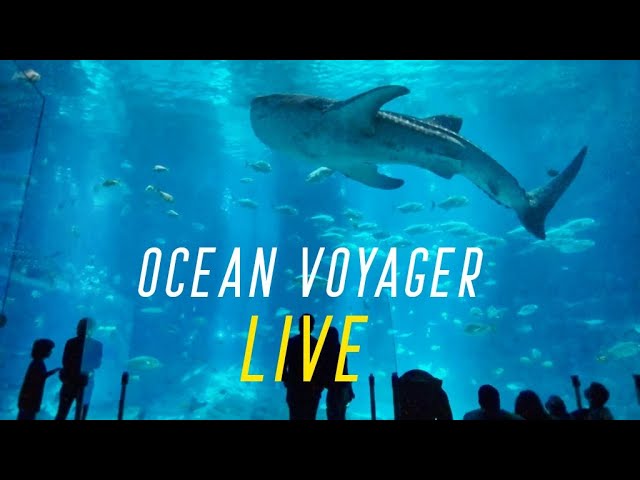 OCEAN VOYAGER (LIVE)