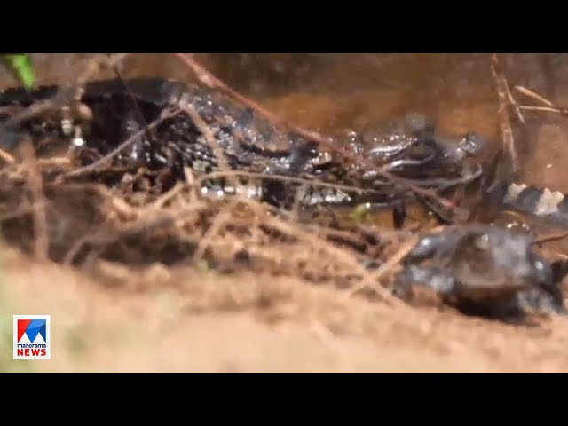 ചാലക്കുടി പുഴയില്‍ മുതല കുഞ്ഞുങ്ങളെ കണ്ടെത്തി |Crocodiles | Chalakkudy