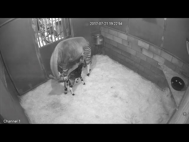 Endangered Okapi Born at San Diego Zoo