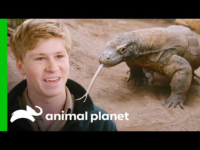 Breeding Komodo Dragons at Australia Zoo | Crikey! It's the Irwins