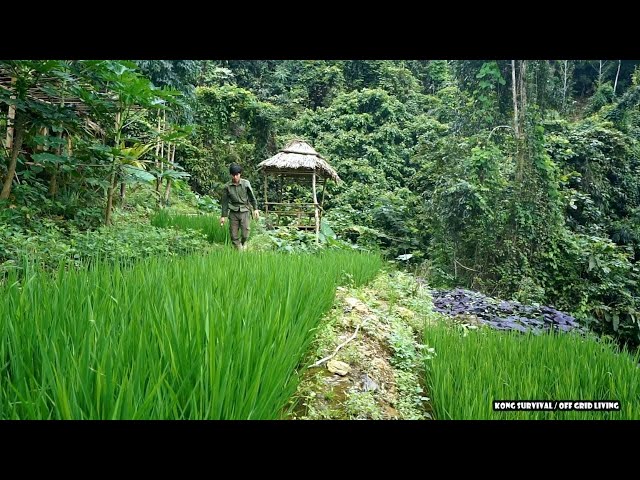Return to visit the old garden, harvest corn, Weeding wet rice, Cleaning the garden  | Ep.126